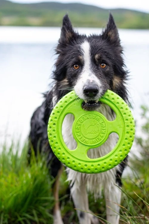 Kiwi Walker Let's Play! FRISBEE Maxi pomarańczowe