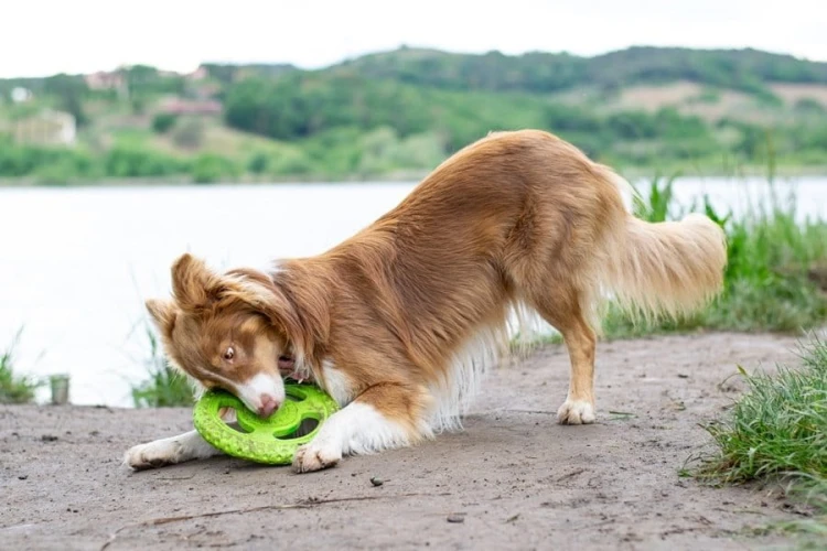Kiwi Walker Let's Play! FRISBEE Maxi pomarańczowe