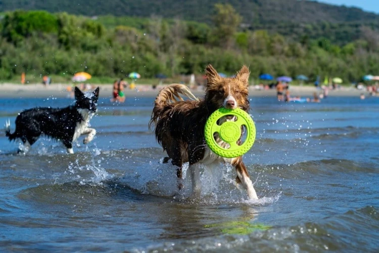 Kiwi Walker Let's Play! FRISBEE Maxi zielone