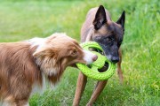 Kiwi Walker Let's Play! FRISBEE Maxi niebieskie