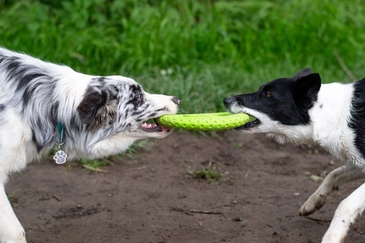 Kiwi Walker Let's Play! FRISBEE Mini niebieskie