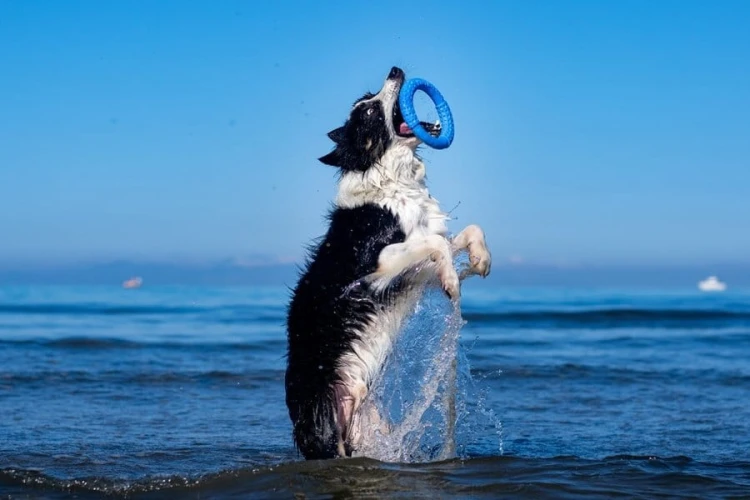 Kiwi Walker Let's Play! RING Mini niebieski