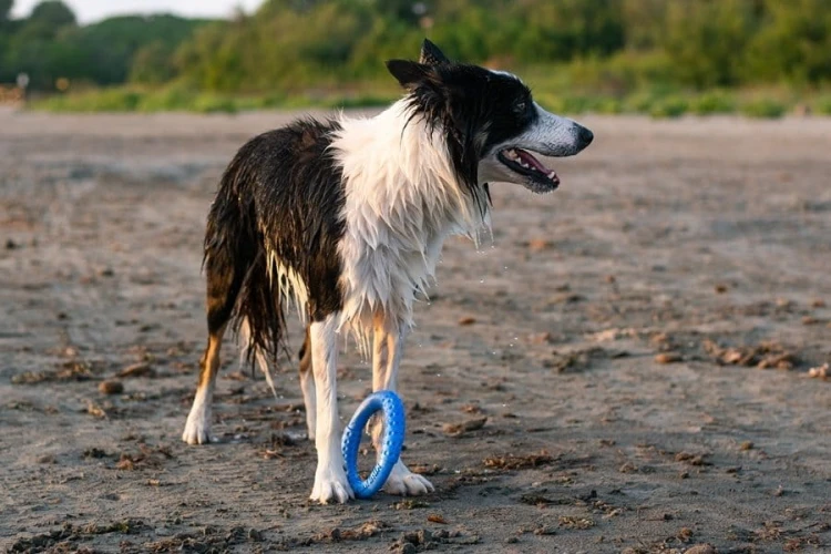 Kiwi Walker Let's Play! RING Maxi różowy