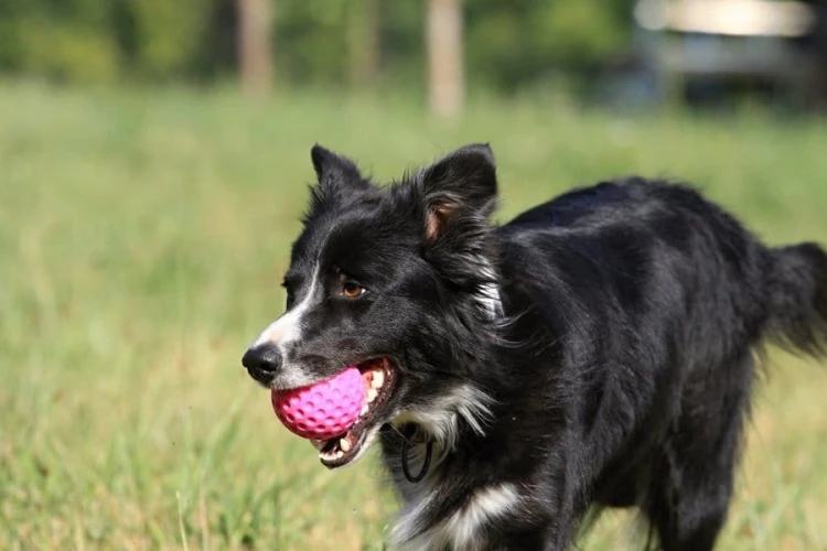 Kiwi Walker Let's Play! BALL Mini piłka niebieska