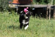 Kiwi Walker Let's Play! OCTOPUS Mini ośmiornica pomarańczowa