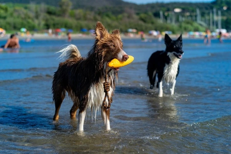 Kiwi Walker Let's Play! ZEPPELIN Maxi aport różowy
