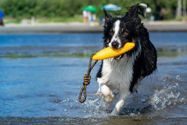 Kiwi Walker Let's Play! ZEPPELIN Mini aport pomarańczowy