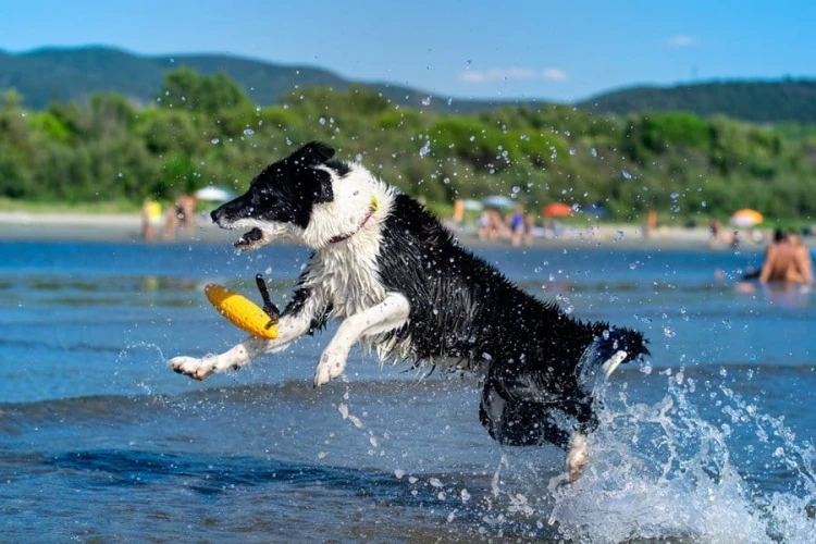Kiwi Walker Let's Play! ZEPPELIN Mini aport pomarańczowy