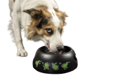 Kiwi Walker BLACK BOWL miska pomarańczowa