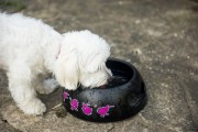 Kiwi Walker BLACK BOWL miska różowa