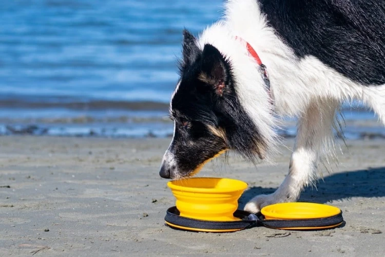 Kiwi Walker TRAVEL DOUBLE BOWL SLOWFEEDER zestaw spowalniających misek turystycznych zielonych
