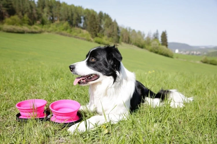 Kiwi Walker TRAVEL DOUBLE BOWL SLOWFEEDER zestaw spowalniających misek turystycznych zielonych