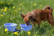 Kiwi Walker TRAVEL DOUBLE BOWL SLOWFEEDER zestaw spowalniających misek turystycznych zielonych
