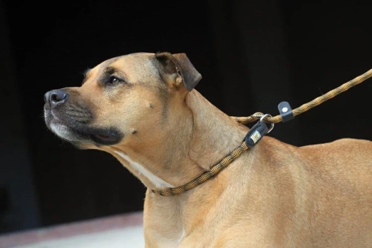 Kiwi Walker ROPE LEAD 2in1 Smycz i obroża niebiesko-czarna