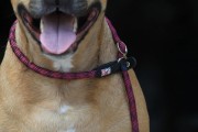 Kiwi Walker ROPE LEAD 2in1 Smycz i obroża niebiesko-czarna