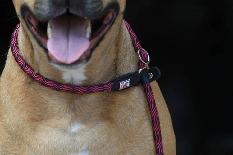 Kiwi Walker ROPE LEAD 2in1 Smycz i obroża niebiesko-czarna
