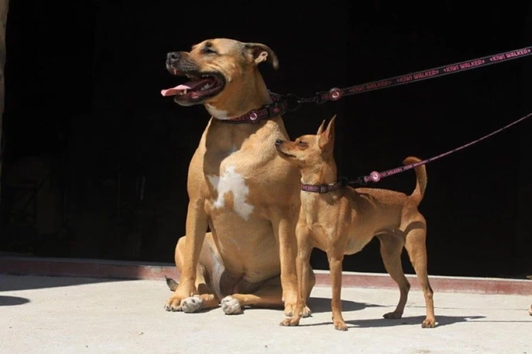 Kiwi Walker SMYCZ rozmiar M różowa
