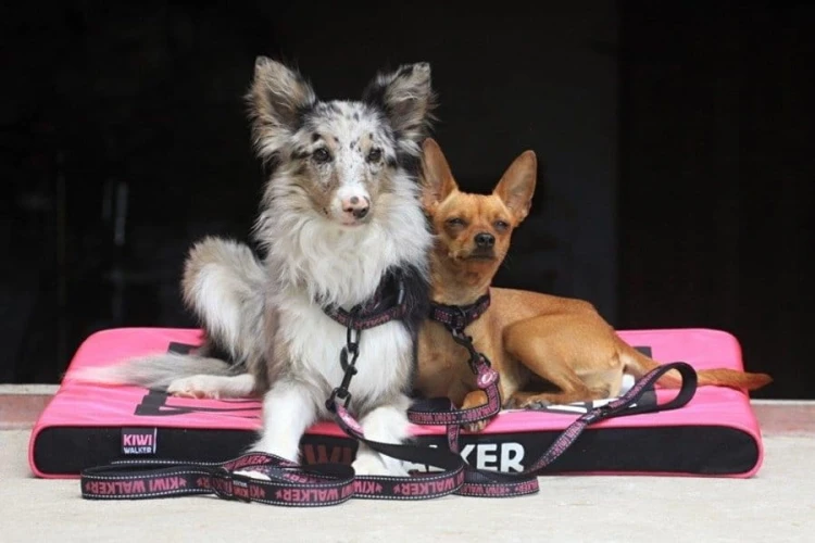 Kiwi Walker SMYCZ rozmiar M różowa