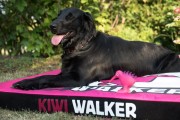Kiwi Walker MATERAC ORTOPEDYCZNY pomarańczowo-czarny rozmiar L