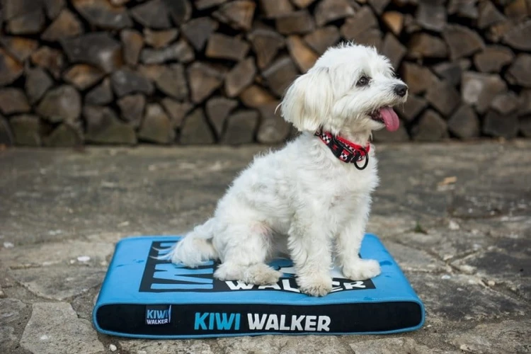 Kiwi Walker MATERAC ORTOPEDYCZNY pomarańczowo-czarny rozmiar L