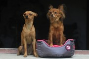 Kiwi Walker OVAL PET BED różowo-szary rozmiar XL