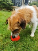 Frogg TUG OF PAW do aktywnej zabawy z psem