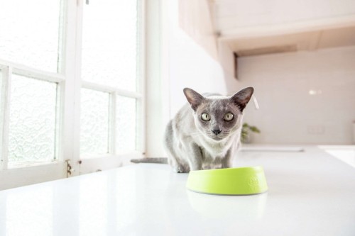 OH Bowl® Miska dbająca o higienę jamy ustnej kota Czarna