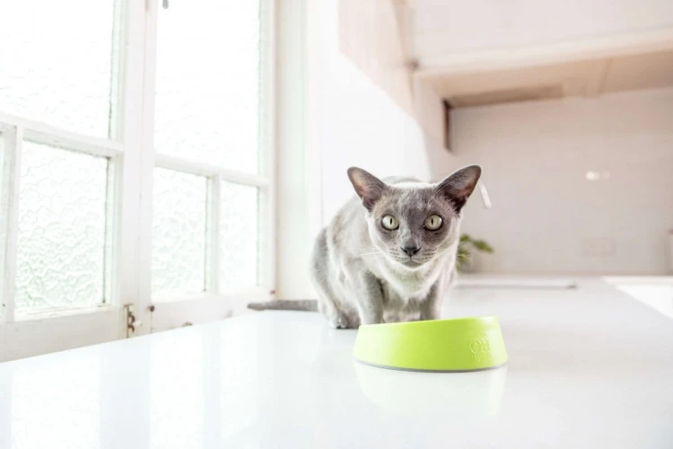 OH Bowl® Miska dbająca o higienę jamy ustnej kota Czarna