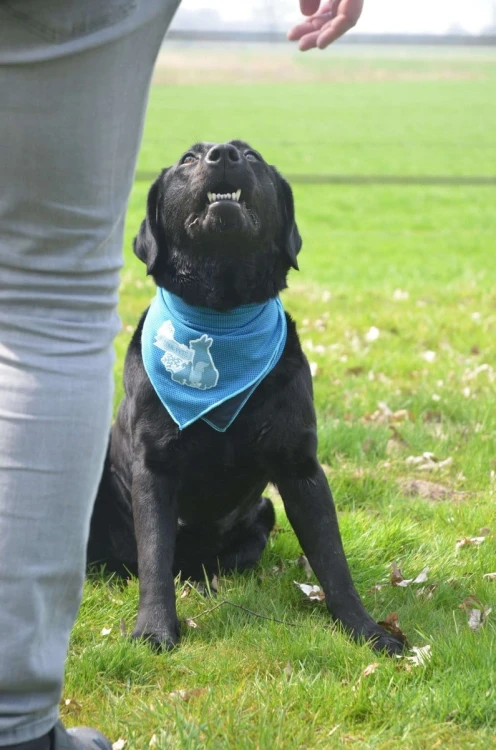 CoolPets Bandama chłodząca COOL DOG rozmiar S
