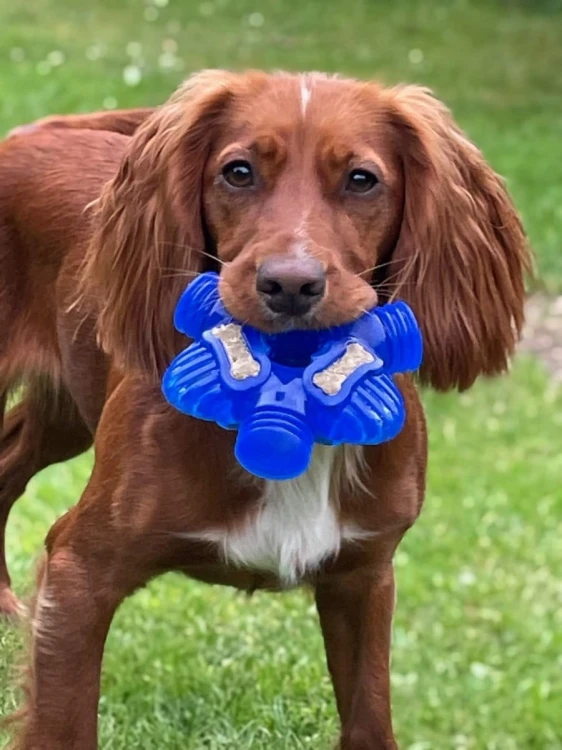 K9 Connectables BRAIN TEASER PRO Large