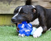 K9 Connectables BRAIN TEASER PRO Large