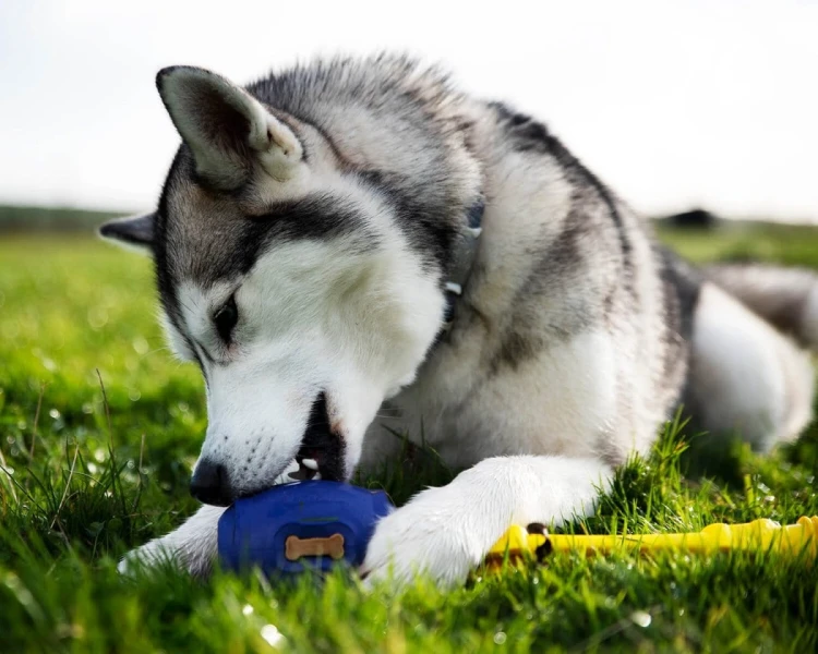 K9 Connectables TUFF STUFFER PRO Large