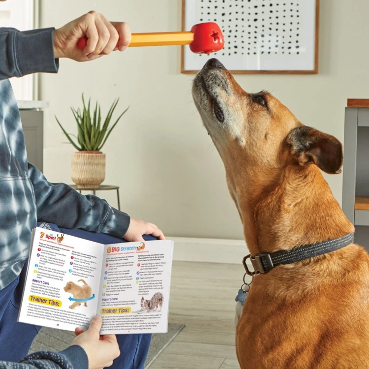 Brightkins Zestaw Szkoleniowy Pooch School! SZKOŁA DLA PSIAKÓW