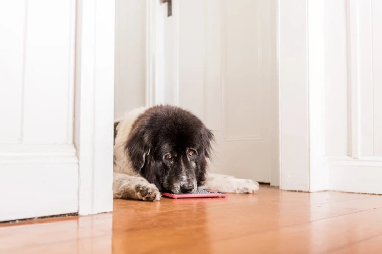 Mata LickiMat® Tuff™ Buddy™ czerwona