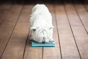 Mata LickiMat® Tuff™ Buddy™ czerwona
