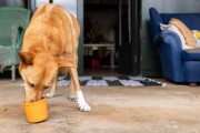 LickiMat® Yoggie Pot pomarańczowy
