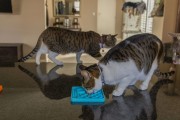 Mata LickiMat® Classic Catster™ zielona
