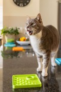 Mata LickiMat® Classic Catster™ pomarańczowa