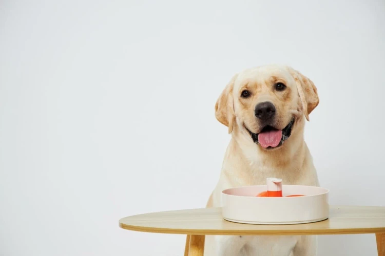 SPIN Interaktywna Miska FLOWER