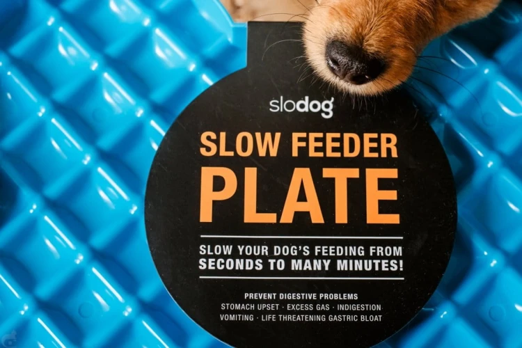 Miska spowalniająca jedzenie SLODOG® zielona