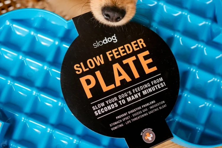 Miska spowalniająca jedzenie SLODOG® zielona