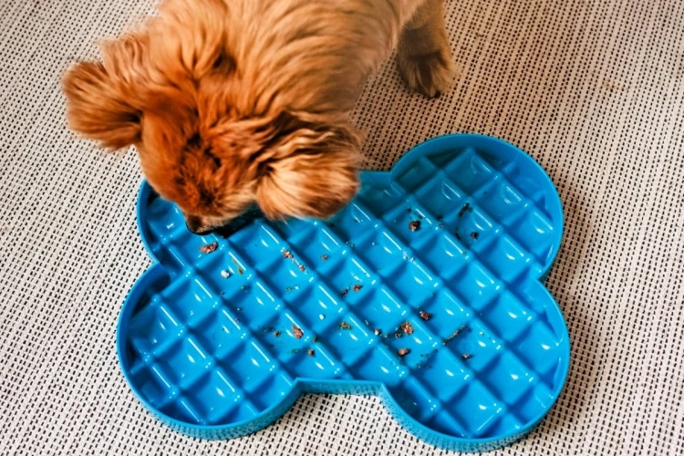 Miska spowalniająca jedzenie SLODOG® zielona