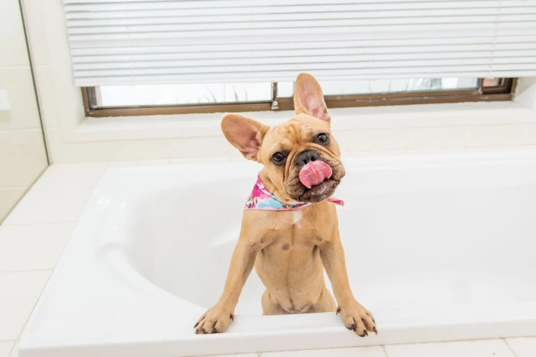 Mata LickiMat® Splash™ fioletowa