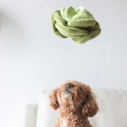 Pups &amp; Bubs SNUFFLE CABBAGE Kapusta zabawka węchowa