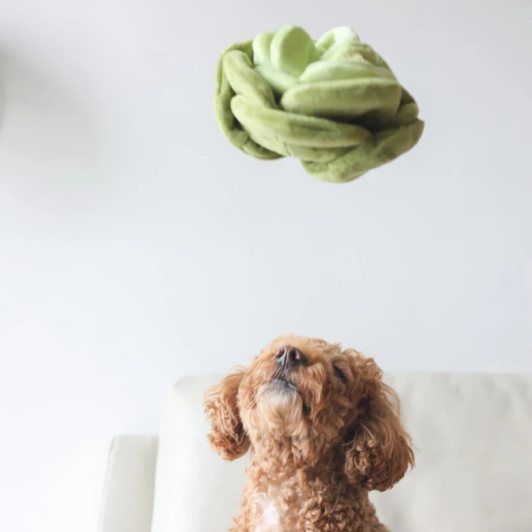 Pups &amp; Bubs SNUFFLE CABBAGE Kapusta zabawka węchowa