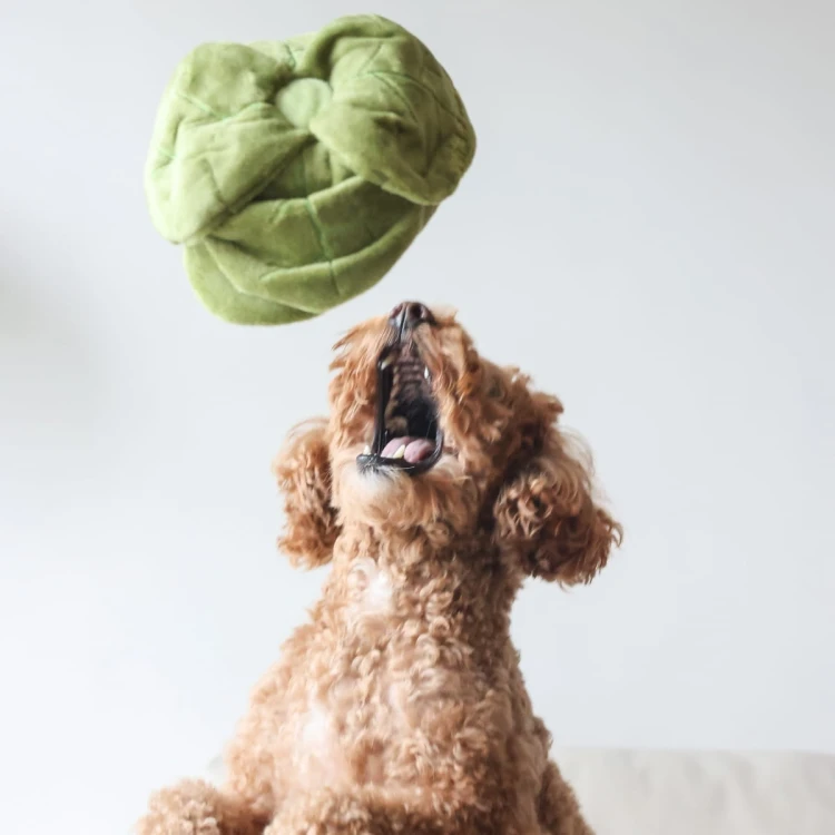 Pups &amp; Bubs SNUFFLE CABBAGE Kapusta zabawka węchowa