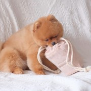 Pups &amp; Bubs POPCORN zabawka węchowa
