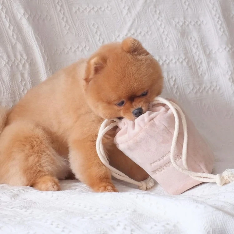 Pups &amp; Bubs POPCORN zabawka węchowa