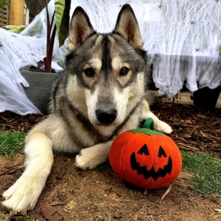 GREEN &amp; WILD'S Patch the Pumpkin (Dynia)