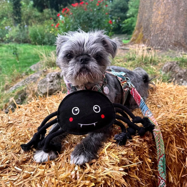 GREEN &amp; WILD'S Fangus (Tarantula)